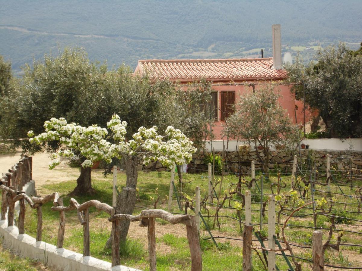Villa L'Oleandro Oliena Luaran gambar